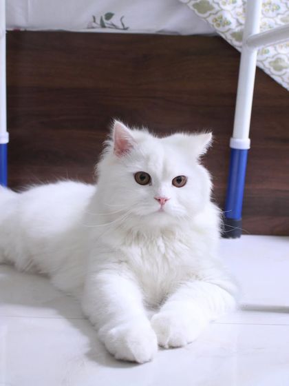 Theo just being his gorgeous, fluffy self. He doesn't even have to try.