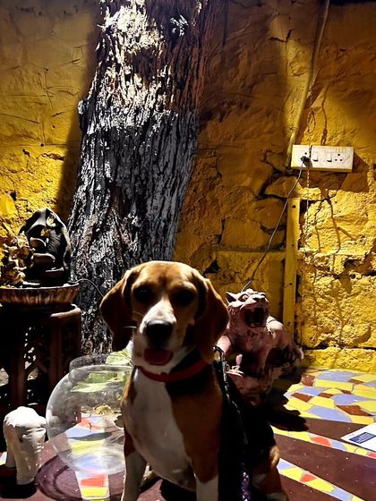 These additional photos showcase the variety of wonderful dogs I have the pleasure of caring for, each with their own unique charm and personality. From playful moments to quiet cuddles, every interaction is special.