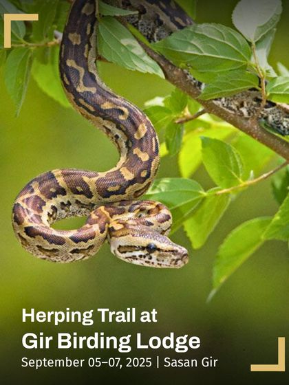 Monsoon Herping & Unique Trails photo 4