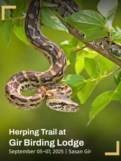 A python hangs from a leafy branch, perfectly camouflaged. This poster for our Herping Trail at Gir Birding Lodge highlights the thrill of discovering these masters of disguise.