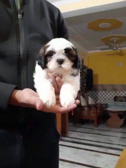 This female Shih Tzu puppy is available at a great price. She is fully active, healthy, and has beautiful white and tri-color markings.