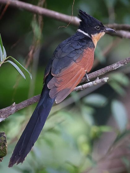 Hornbills, Kingfishers & Forest Jewels photo 5