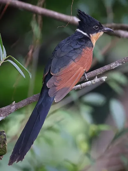 A Chestnut-winged Cuckoo, an uncommon migratory bird in Singapore. This species has a unique hunting behavior, often flying at very low altitudes to catch insects in the shrubs, which is quite different from other cuckoos I have observed.