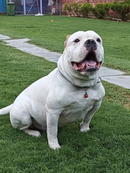 A handsome white American Bulldog sitting proudly on the lawn. This dog is a picture of strength and happiness.
