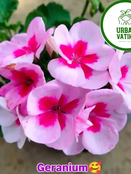 The beautiful Geranium, with its two-toned pink flowers.