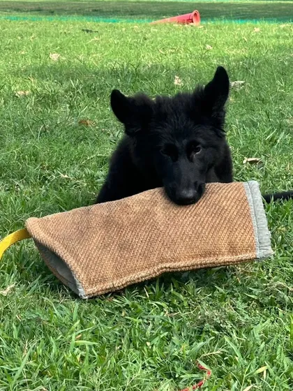 Baby Yoko with his first bite wedge. We start building drive and a love for the game from a very young age.