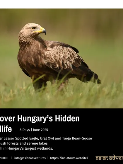 A Lesser Spotted Eagle in a grassy field in Hungary. Our 8-day tour in June 2025 explores Hungary's largest wetlands and lush forests, searching for rare European birds of prey.
