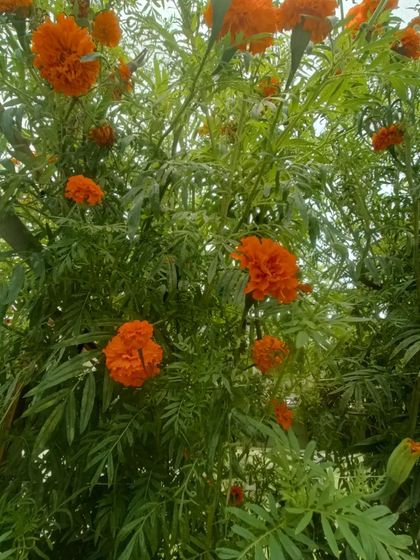 A gallery of the many different flowers I have successfully grown, showing a wide range of colors and types.