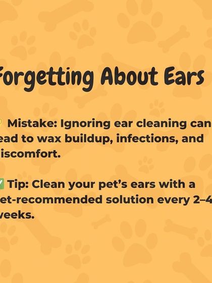 Oh My Dawg - Pet Grooming Services Health & Hygiene Essentials photo 6