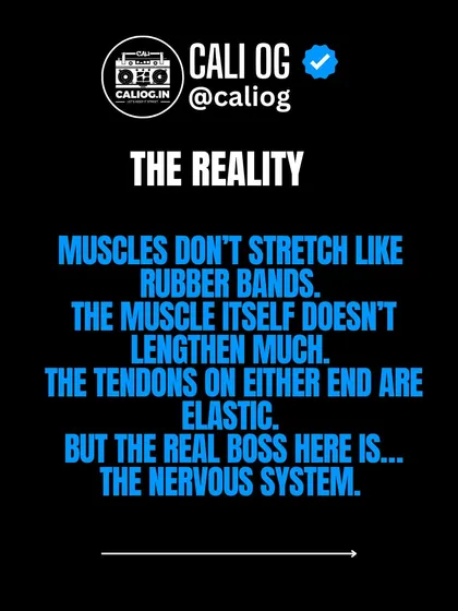 The reality is that muscles don't stretch much. The tendons are elastic, but the real boss controlling your flexibility is your nervous system.