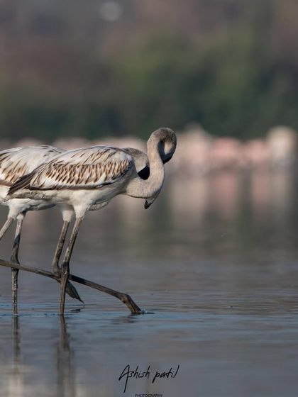 A playful shot of a juvenile flamingo appearing shy. I always look for these moments that give the birds a bit of personality.