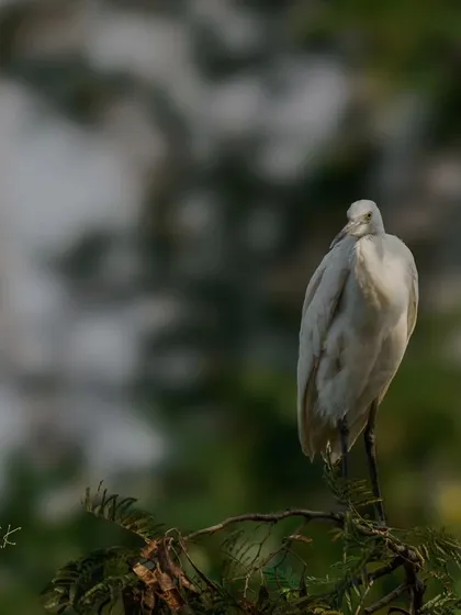 A Little Egret perches high on a treetop, resting between fishing trips.