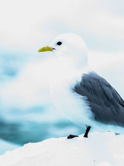 Duplicate of image 73.