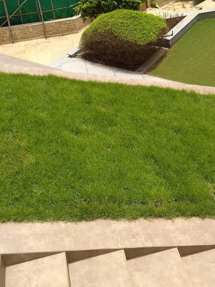 A key feature of our intensive gardens is a healthy, manicured lawn. We use high-quality turf and ensure proper soil depth and drainage for a durable and vibrant green surface, perfect for recreation.