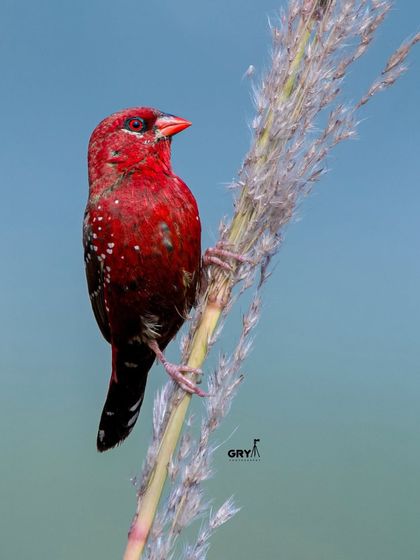 A male Red Munia, also known as the Red Avadavat, in its spectacular breeding plumage. The bright red body dotted with white spots makes it a stunning subject.