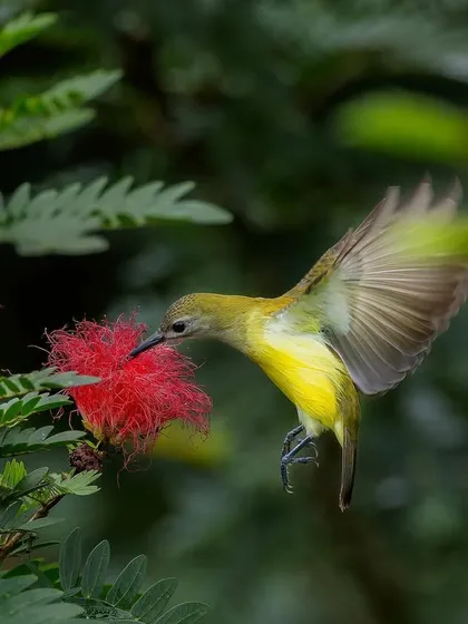 A Little Spiderhunter captured with a slightly slower shutter speed, creating an artistic blur that emphasizes its rapid movement.