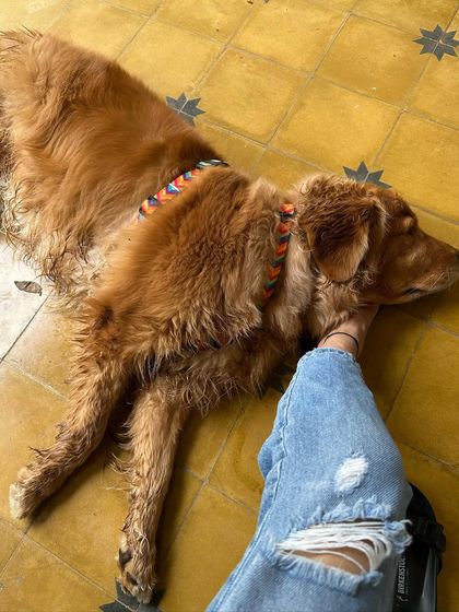 Nitika Ahlawat - Dog Training & Behavior A Glimpse Into My Life photo 10