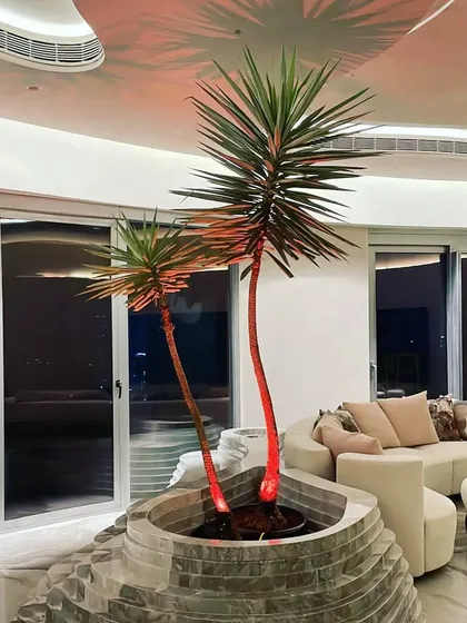 A magnificent silver yucca plant becomes the centerpiece of this luxurious living room. We specialize in sourcing and installing large, statement plants that define a space and bring a unique architectural element indoors.