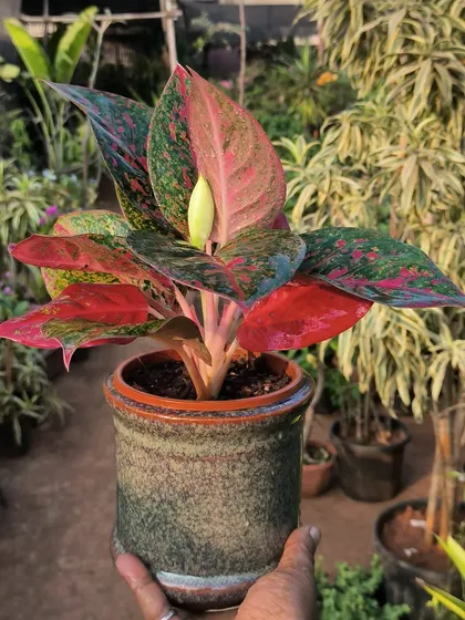 Finding the right pot for a plant is part of the fun. This colorful Aglaonema, with its pink and green leaves, looks just right in this rustic, textured ceramic pot.