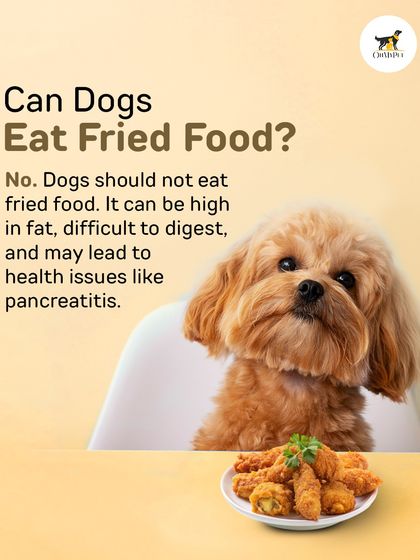 Oh My Pet - At-home Pet Grooming Pet Health & Safety Gyaan photo 11