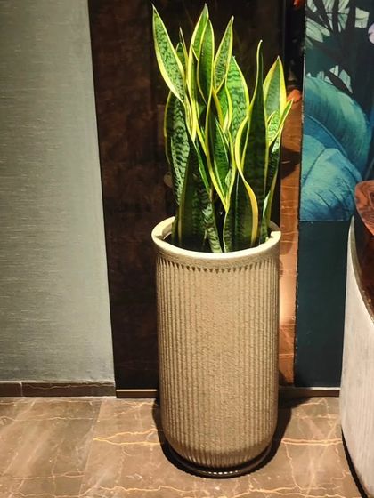 A Sansevieria, or Snake Plant, in a matching textured pot. Known for being low-maintenance and an excellent air purifier, it's a practical and stylish choice for modern interiors.