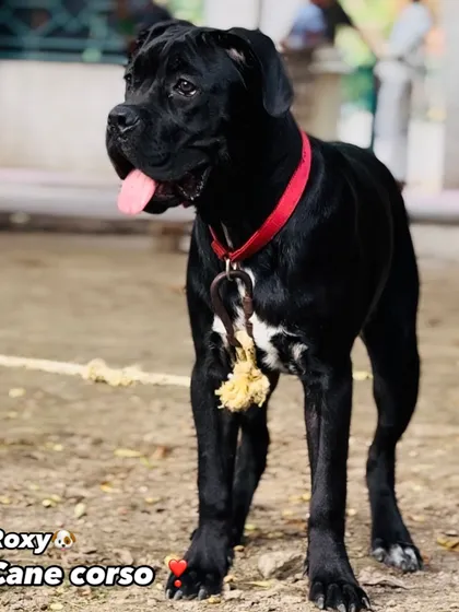 Meet Roxy, my stunning Cane Corso. While American Bullies are my main focus, I have a passion for other powerful and loyal breeds too. Roxy is a perfect example of the majestic Cane Corso breed.