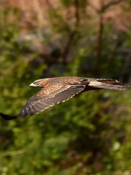 This shot captures the beautiful barring pattern on the underside of the Oriental Honey Buzzard's wings as it flies through a patch of sunlight.