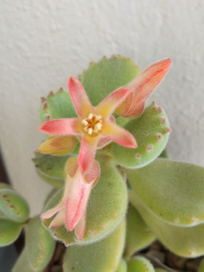 It's always a treat when a succulent flowers. This tiny, star-shaped bloom on a Bear's Paw succulent is so delicate and pretty. It's a sign that the plant is very happy and well cared for.