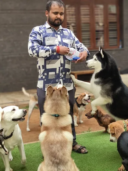 Here I am with a group of dogs of all shapes and sizes. They are all focused and waiting calmly for their reward. This is the structured, positive environment I create for all the dogs in my care.