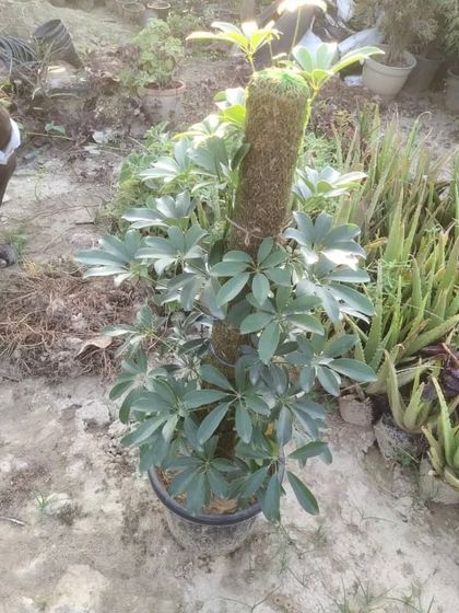 Here I am preparing a Schefflera plant on a moss pole. This shows the hands-on work I put into ensuring you get a great plant.