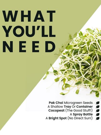 Here's what you'll need to grow your own Pak Choi microgreens: seeds, a shallow tray, cocopeat, a spray bottle, and a bright spot without direct sun. It's that simple.