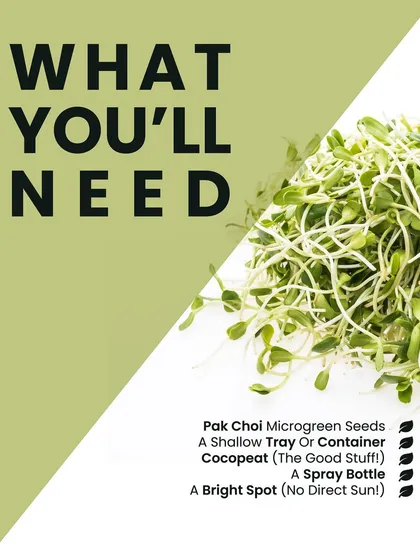 Here's what you'll need to grow your own Pak Choi microgreens: seeds, a shallow tray, cocopeat, a spray bottle, and a bright spot without direct sun. It's that simple.
