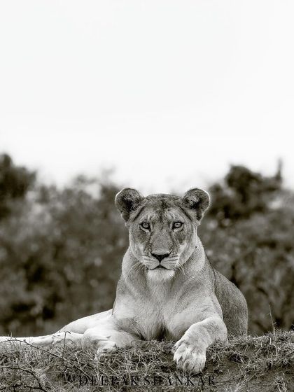 This fine art print is a powerful and soulful portrait of a lioness. The black and white tones add a timeless, classic feel.