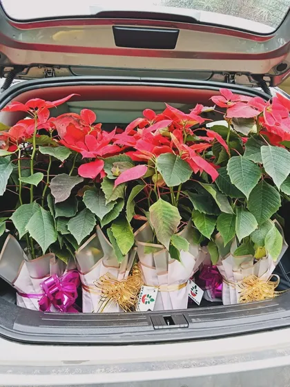 The boot of a car filled with vibrant Poinsettia plants. These were part of a special hamper order for Soul 2 Sole Dance Academy.