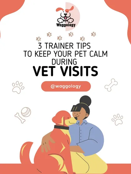 Vet visits can be stressful for pets. This series offers three trainer-approved tips to help keep your pet calm and make the experience more positive for everyone involved.