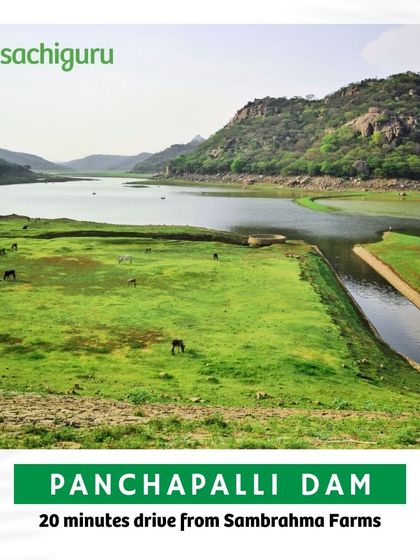 Panchapalli Dam, just a 20-minute drive from Sambrahma, is perfect for a peaceful retreat with its serene waters and scenic surrounding hills.
