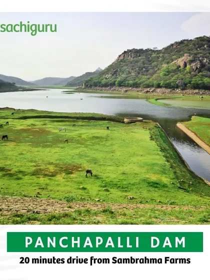 Panchapalli Dam, just a 20-minute drive from Sambrahma, is perfect for a peaceful retreat with its serene waters and scenic surrounding hills.