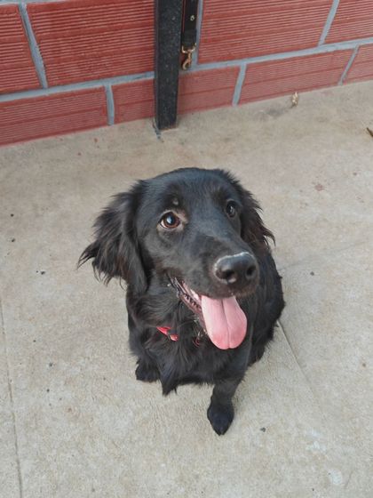This black dog is looking up attentively, ready for the next command or cue. This level of focus is achieved by first building a strong foundation of trust and clear communication.