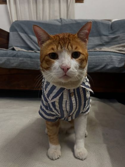 Jarvis looking very dapper in his little shirt. He's a regular here and always makes himself at home.