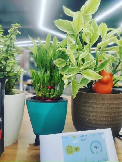 My desk plants are chosen to thrive in office environments. Here you can see a collection including a Lucky Bamboo and a Pedilanthus plant next to an air quality monitor, showing the tangible benefits of having green companions at work.