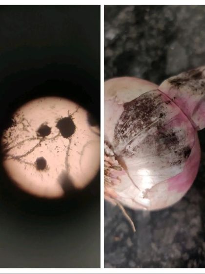 A fascinating side-by-side view of mold on an onion and its magnified appearance under a paper microscope.