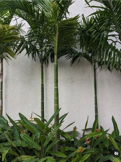Slender Foxtail palms are planted in a row against a clean white wall, with a lower layer of Heliconia plants. This simple, elegant planting scheme creates a modern and tropical feel.
