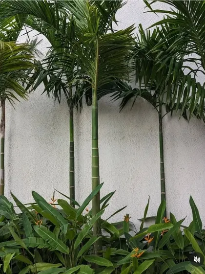 Slender Foxtail palms are planted in a row against a clean white wall, with a lower layer of Heliconia plants. This simple, elegant planting scheme creates a modern and tropical feel.