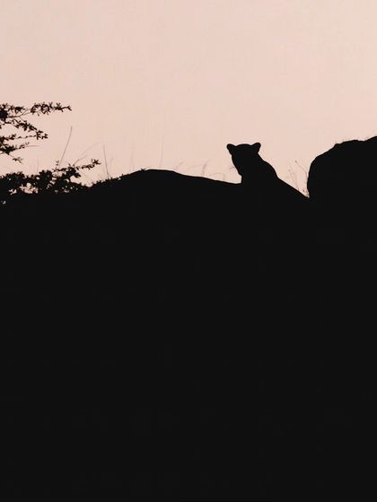 A simple, powerful silhouette of a leopard at dusk, representing the hidden wild spirit of the Millennium City.