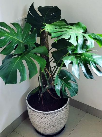 Rare & Collector's Plants photo 11