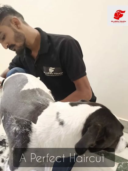 A perfect haircut for this handsome dog. A clean trim not only looks great but also helps in maintaining good hygiene.