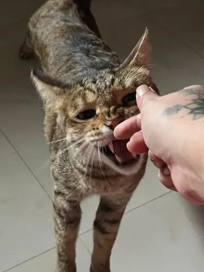 This is Puchka giving me a little love nibble. I learn each cat's unique way of showing affection and communicate with them on their own terms.