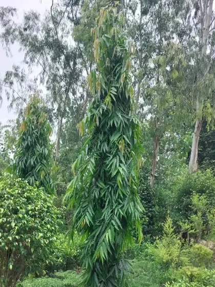 A closer look at an Ashok Pendola tree. Its weeping branches and lush green leaves provide year-round beauty.