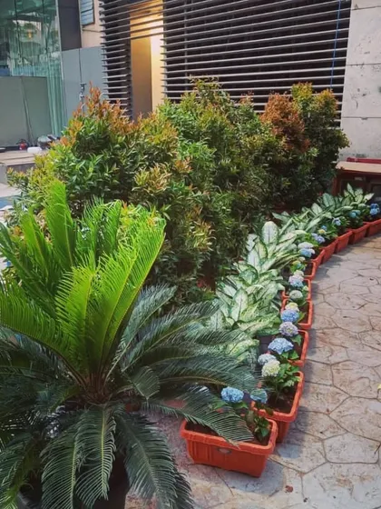 A vibrant plant setup for one of our favorite venues in South Mumbai. We arranged Syzygium shrubs, white Delilah, and a pop of blue Hydrangea to create an inviting and colorful entrance.
