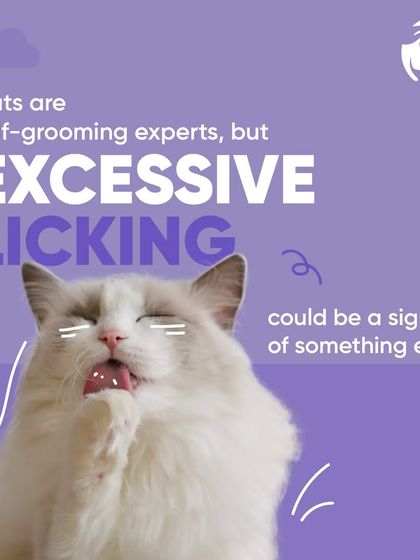 Chasing Tails - Veterinary Care & Hospital Services Feline Health Watch photo 5